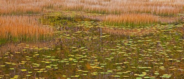 Gulin, Sylvia 아티스트의 USA-New England-Maine-Mt-Desert Island-Acadia National park with lily pads in small pond with golde작품입니다.